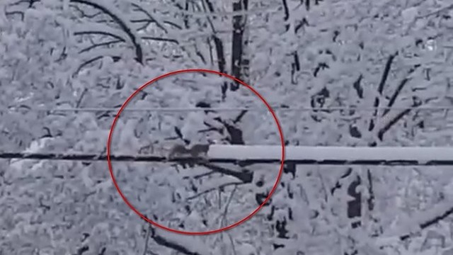 Linksmas vaizdelis: voverė-kelininkė pati nusikasė sau sniegą