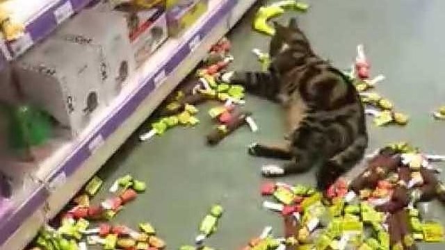 Iš namų pabėgusi katė nusiaubė parduotuvę