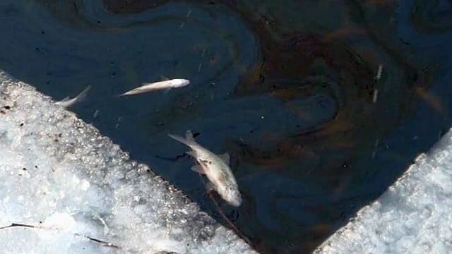 Daunoriškės tvenkinyje masiškai ėmė gaišti žuvys