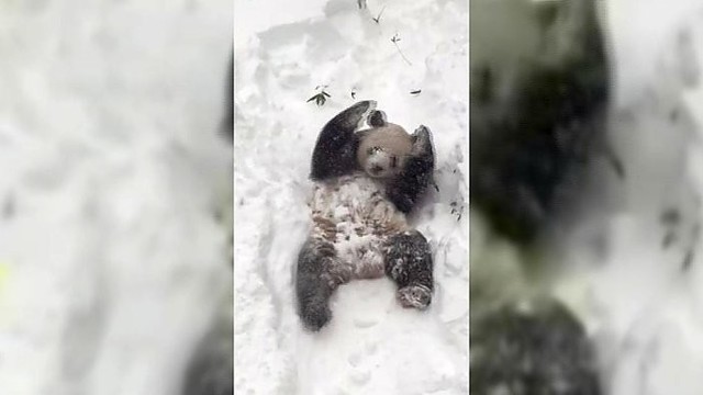 Sniege žaidžianti panda pakerėjo milijonus
