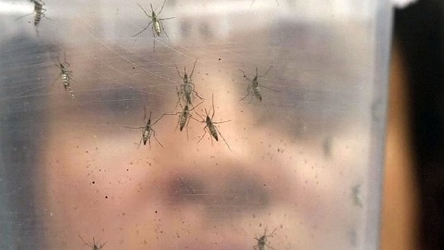 Būkite budrūs: Zika virusas jau per 1000 km nuo Lietuvos