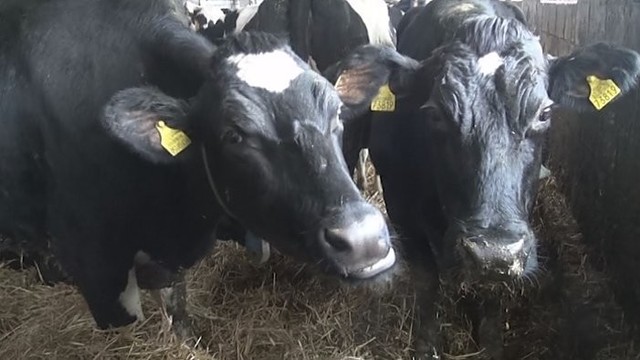 Ūkininko pamąstymai apie pieno ūkį. Kas laukia? (II)
