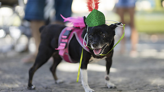 Nuotaikingais kostiumais papuošti šunys šturmavo Rio de Žaneirą