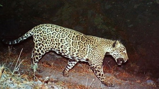 Nufilmavo vienintelį JAV laukinį jaguarą El Jefe