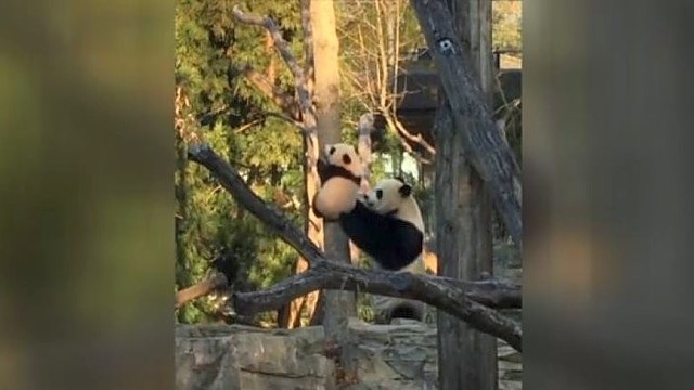 Tikra supermamytė: panda moko savo mažylį kopti į medį