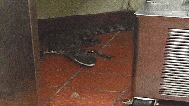 Krokodilą į greito maisto restoraną įmetęs vyras pasigailėjo
