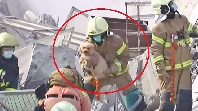 Taivane – neįtikėtinas šuniuko išsigelbėjimas griuvėsiuose
