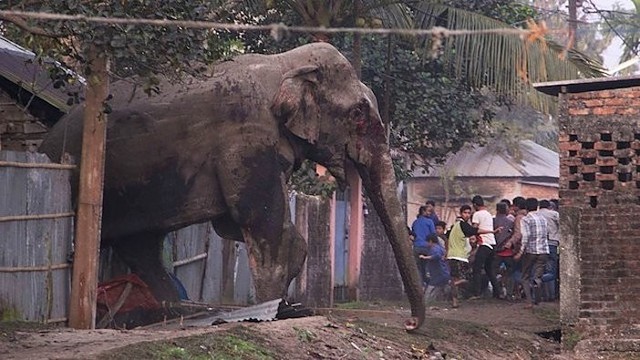 Indijos kaimą siaubė laukinis dramblys