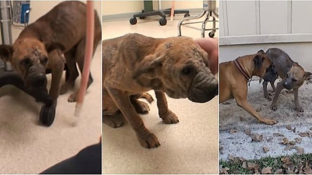 Graudinanti istorija: veterinaras šunį prikėlė antram gyvenimui