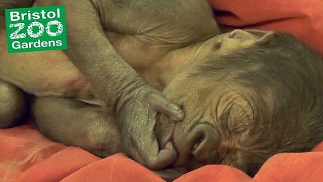 Po cezario pjūvio operacijos pasaulį išvydo mažylė gorila