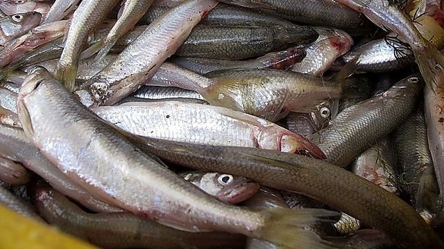 Rojus žvejams – pagaunama po 10 kilogramų stintų