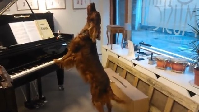 Šuo-muzikantas: ar kada matėte taip besielgiantį šunį?