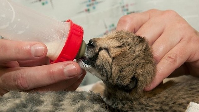 Mažyliais gepardų jaunikliais rūpinasi šuo