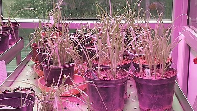 Kaip kuriamas ir stiprinamas augalų imunitetas?