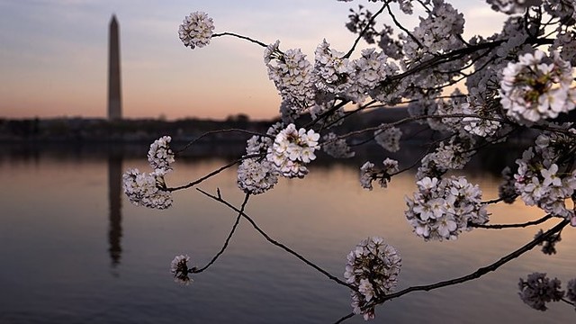JAV sostinė skelbia pavasarį: jau pražydo sakuros
