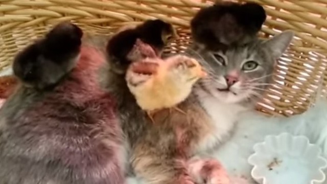 Šeimininkė nustėro pamačiusi, kaip katė elgiasi su viščiukais