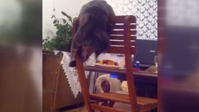 Katinas akrobatas vietoj pelių gaudo savo uodegą