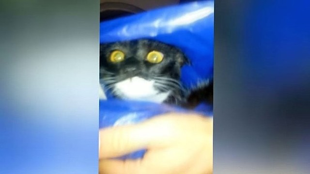 Katės potraukis maišeliams – it narkotikas