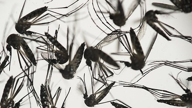 Zika virusas kelia didesnę grėsmę, nei manyta iki šiol