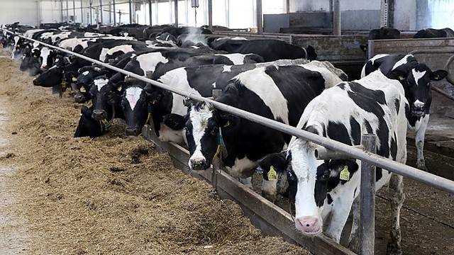 Mažiau karvių laikantys ūkininkai paliekami likimo valiai