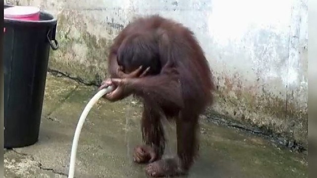 Orangutano poelgis privers suabejoti: ar tai ne žmogus?