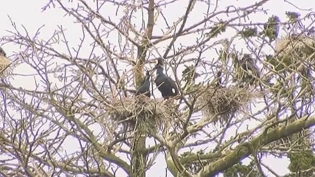 Juodkrantėje kormoranams neleidžiama perėti jauniklių