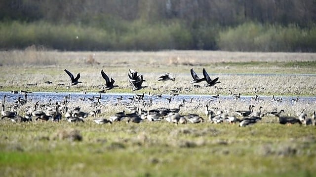 Pasigrožėkite į Lietuvą sugrįžusių paukščių vaizdais
