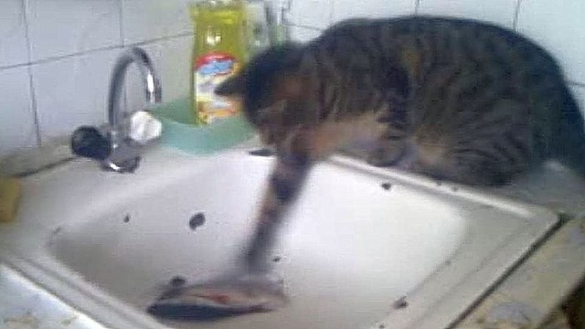 Katinas žvejys laimikį suras net kriauklėje