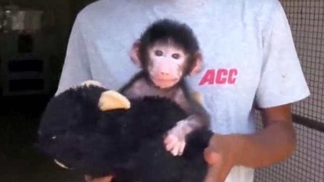 Mamos apleistas beždžioniukas glaustosi prie pliušinio žaislo