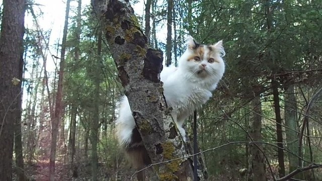 Nesunku sumaišyti: katė medyje tupi it pelėda