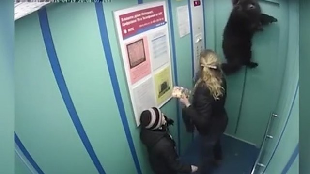Vaizdo kameros užfiksavo tragišką šuns pasivažinėjimą liftu