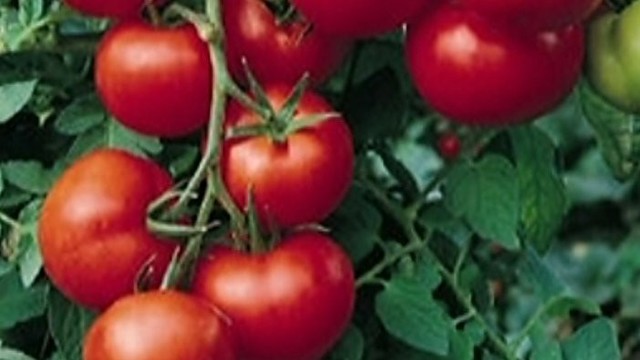 Norite, kad pomidorai geriau augtų? Kalbėkite su jais! (II)