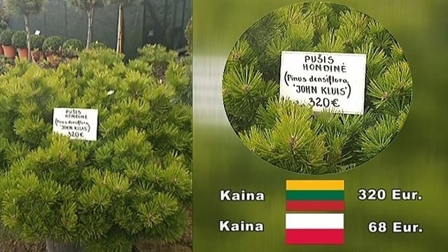Į Lenkiją – ne tik maisto produktų, bet ir sodo puošmenų (I)
