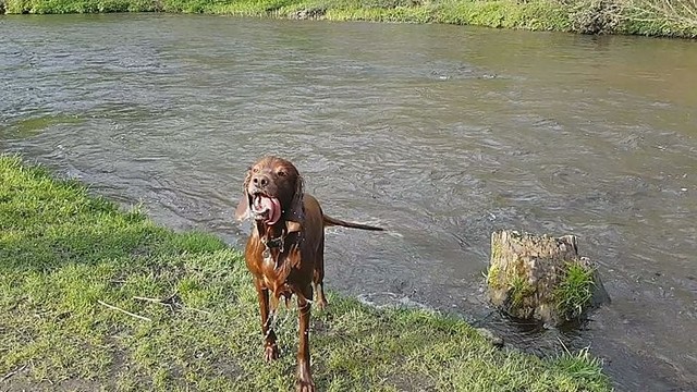 Šunelis jau išbandė linksmybes: vanduo nebėra toks šaltas