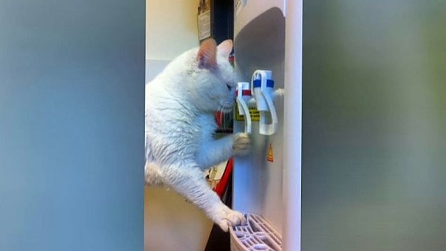 Gudraus katino elgesys veterinarijos klinikoje nustebino klientę