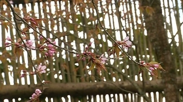 Kaip teisingai pasodinti magnolijas? (II)