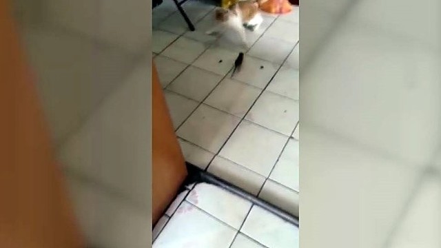 Neįtikėtina katino reakcija į žiurkę: kuris išsigando labiau?