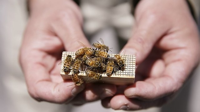 Sugalvojo, kaip išsaugoti nykstančias bites