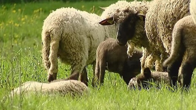 Vilkų puota Anykščių rajone: per kelias dienas – 28 avys