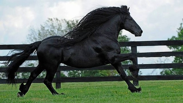 Gražiausias žirgas pasaulyje, į kurį norisi žiūrėti dar ir dar