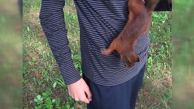 Neįtikėtini voverės triukai – nė kiek nesibaimino žmonių