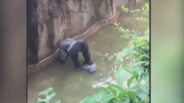 Ketverių metų berniuko apsilankymas narve gorilai kainavo gyvybę