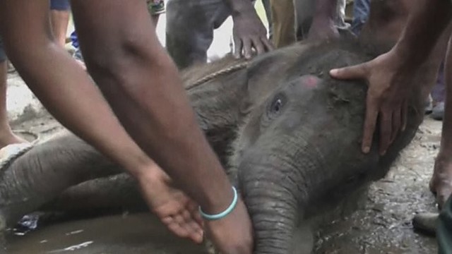 Šri Lankoje – dramatiška drambliuko gelbėjimo operacija