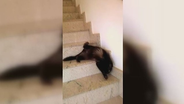 Iš juoko plyš pilvas: katinas sugalvojo, kaip nulipti laiptais