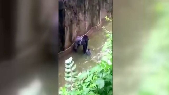 JAV aistras tebekursto dėl mažamečio vaiko nušauta gorila
