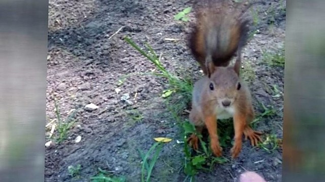 Voverės drąsumas nustebimo druskininkietę