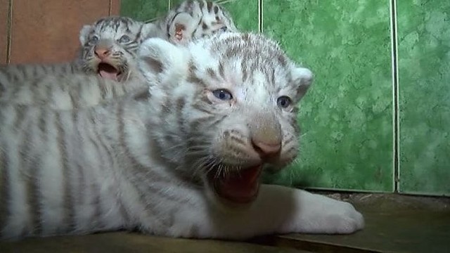 Klaipėdos zoologijos sode džiugins baltųjų tigrų jaunikliai