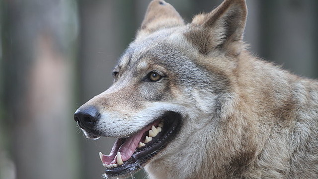 Siautėja vilkai: Lazdijų rajone išpjovė 50-ies avių bandą