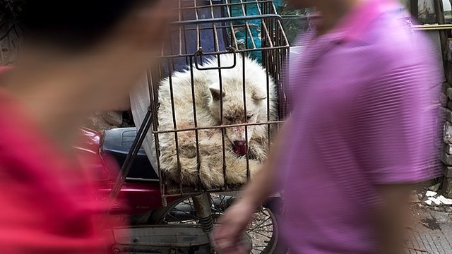 Protestai nepažabojo: Kinijoje prasidėjo šunų valgymo festivalis