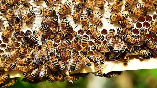 Po vyro mirties medikai įspėja: bitės gali pražudyti kiekvieną